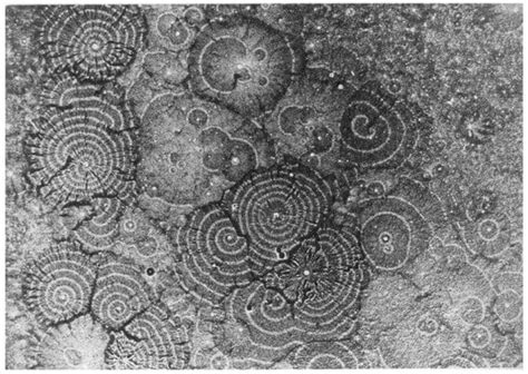 Receptors | An Open Access Journal from MDPI