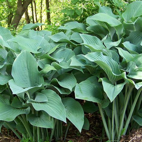 Hosta 'Krossa Regal' - Horsford Gardens and Nursery