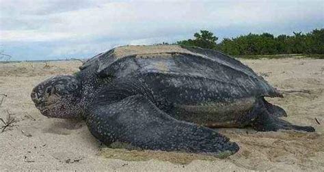 世界上最大的乌龟，成年后重达1吨，嘴巴里还藏着不为人知的秘密__财经头条