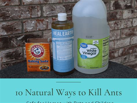 How To Safely Kill Ants In The Kitchen Without Toxic Chemicals