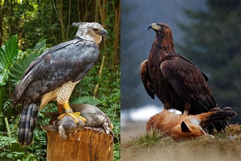 Bald Eagle Size Comparison at Myra Dealba blog