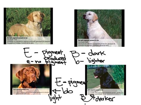 Image result for Incomplete Dominance Examples Dog