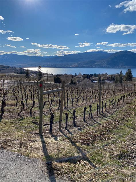 The Impending Wine Crisis: BC's Cold Snap Effects – Three Sisters Winery
