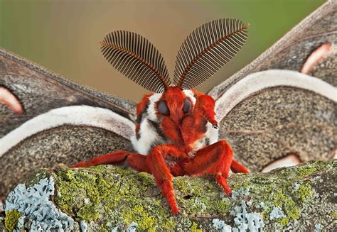 20 Moth Species More Beautiful Than Butterflies