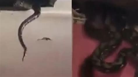 Viral Video: 3 giant black pythons fall from house ceiling, internet ...
