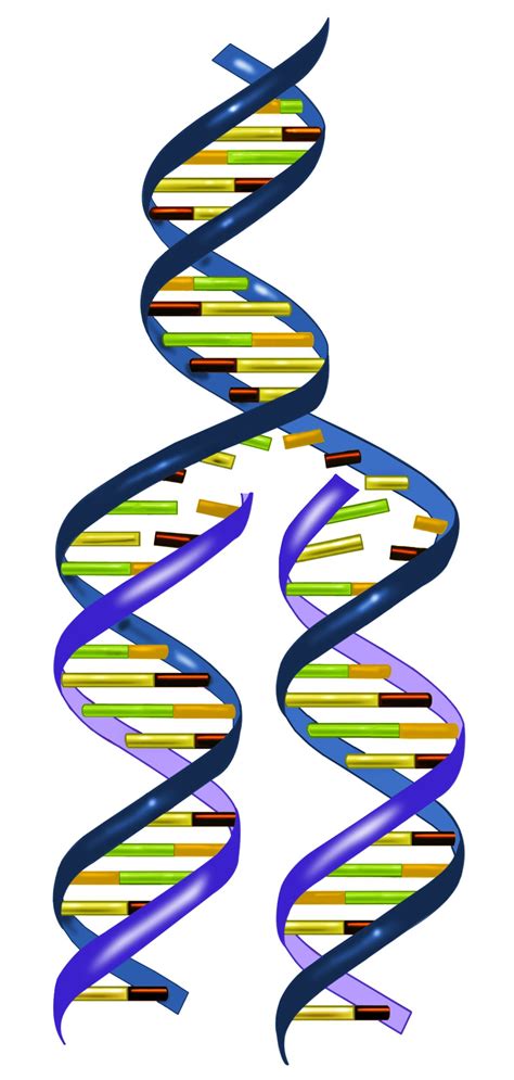 DNA计算的发展现状及未来展望