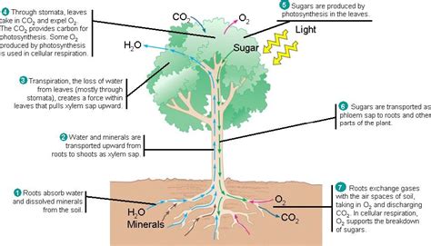 Biology Plants 的图像结果