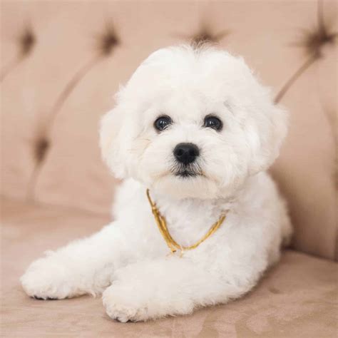 How Much Do Bichon Puppies Cost