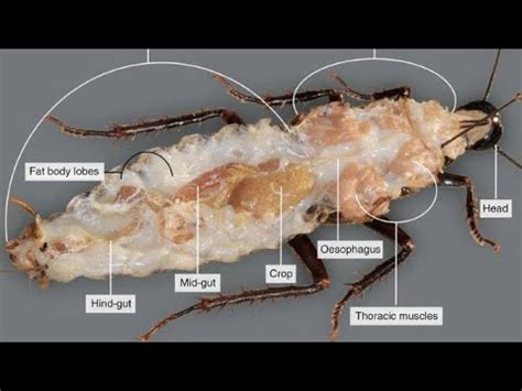 Cockroach Dissection Kit 的图像结果