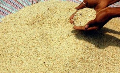 Rice export up 8 percent during first months of 2020-21 - India TV Hindi