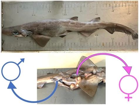 Basic Intersexuality (Abnormal Hermaphroditism) in the Blackmouth ...