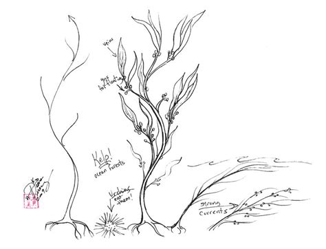 Kelp Drawing at PaintingValley.com | Explore collection of Kelp Drawing