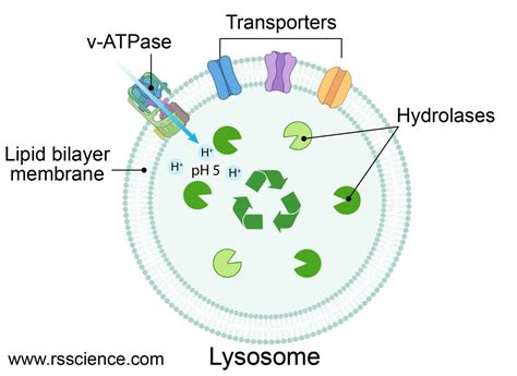 Lysosome - the cell’s recycling center - definition, structure, function, and biology