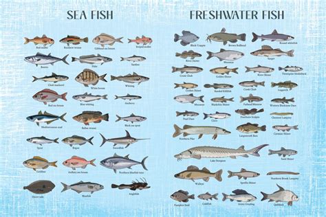Image result for Fish in Turtle Python