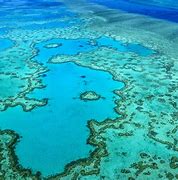 Barrier Reef 的图像结果