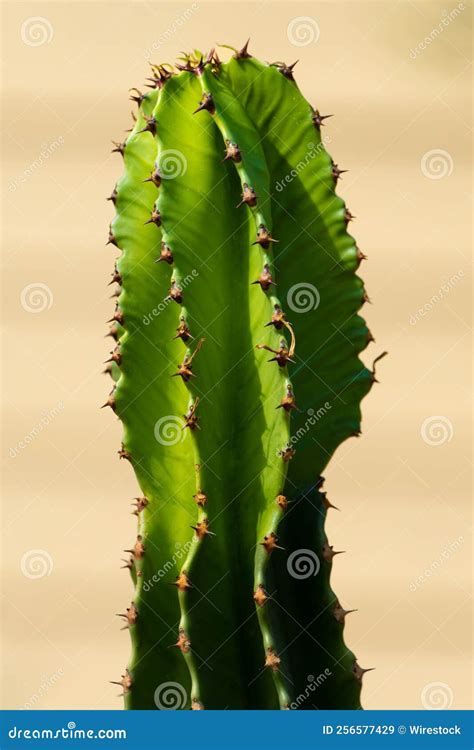 Vertical Closeup Shot of San Pedro Cactus (Echinopsis Pachanoi) Stock ...