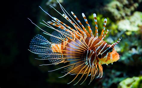 Sea Fish 的图像结果