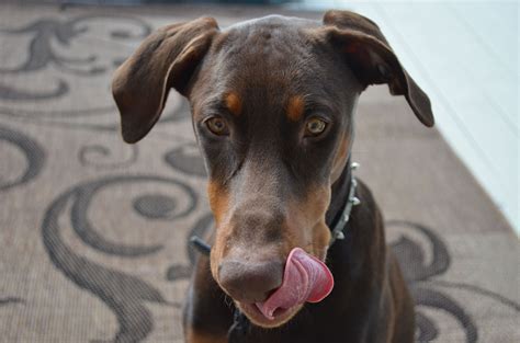 7-Month-Old Doberman with Floppy Ears