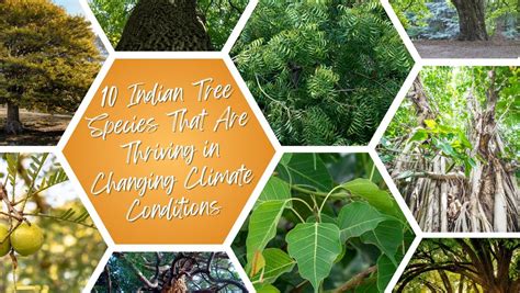 10 Indian Tree Species That Are Thriving in Changing Climate Condition ...