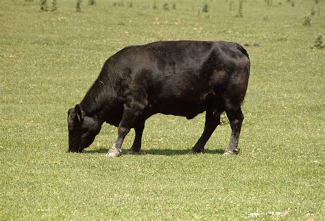 Angus | Grass-fed, Beef Quality, Marbling | Britannica