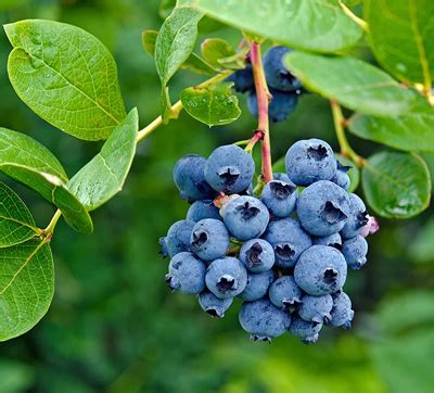 Life Technologies India: - FBS (foetal bovine serum, Fetal Bovine Serum ...