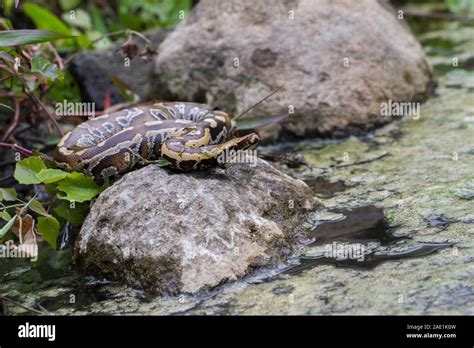 Image result for Red Tail Python Facts