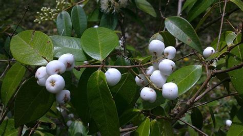 Aiden Gardens Exotic Syzygium zeylanicum Poocha Pazham/Cat Eye Fruit ...