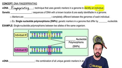 Image result for DNA Fingerprinting Lab Worksheet Printable