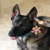 Addison wants to ride her bicycle more then 80 miles this week. She ...