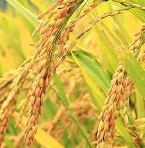 STOKIYA PUSA BASMATI - 1509 F1HYBRIDE VARIETY PADDY / RICE 5 KG SEEDS ...