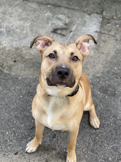 Red Nose Pitbull Mix With German Shepherd