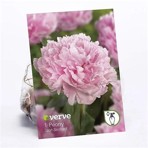 Should you deadhead peonies? Experts reveal how you can get the most ...