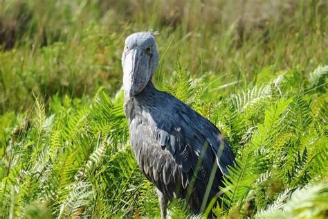 2025 Mabamba Swamp Tour (Entebbe) - with Reviews & Photos