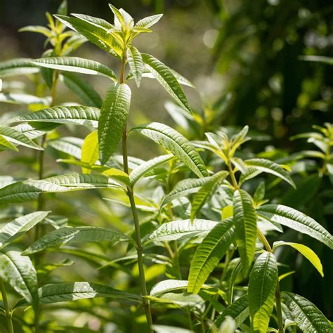 Amazon.com : Lemon Verbena Plant Live for Planting - Perennial Herb ...
