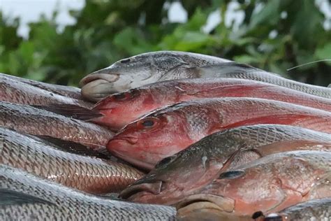 Image result for Poisson Animal