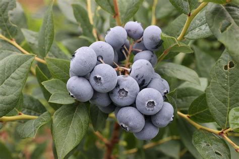 Driscoll’s Sweetest Batch Blueberries are the flavorful holiday treat