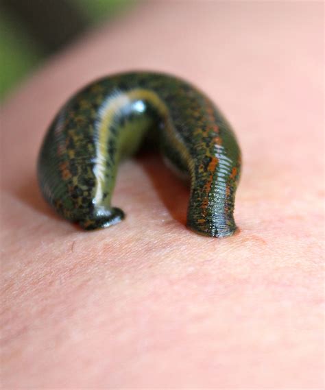 How to Prevent Leeches: 6 Ways to Keep Leeches Away | Outdoor Revival