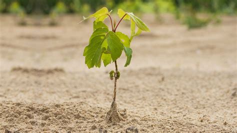 Top 7 Best Plants for Sandy Soil That Thrive