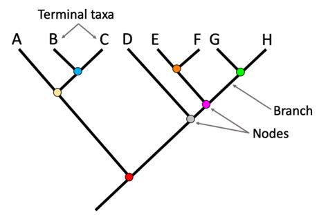 Definizione dell'albero filogenetico