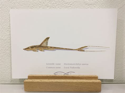 Sturisomatichthys aureus Drawing Postcard | osakanacraft