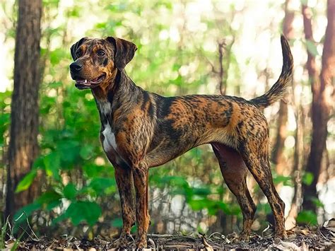 Plott hound: Der zähe und geschickte amerikanische Jagdhund