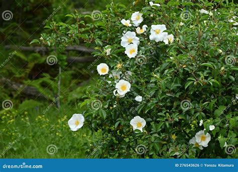 Cherokee Rose ( Rosa Laevigata ) Flowers. Stock Photo - Image of green ...