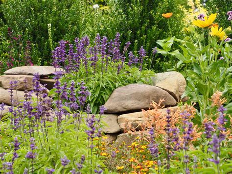 Image result for liatris images