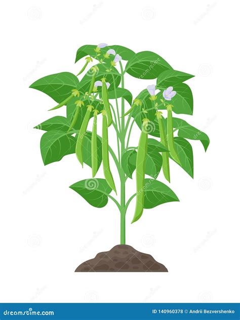 Green Beans Growing Clipart