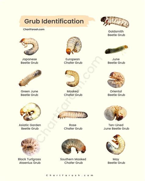 Grub Identification Chart – White, Yellow, Brown & Lawn Grubs
