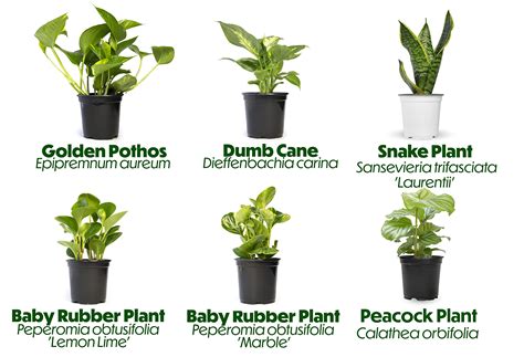 Popular Plants