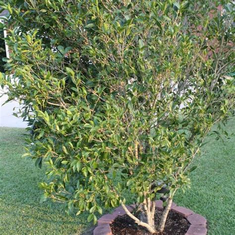 Sweet Tea Olive Tree