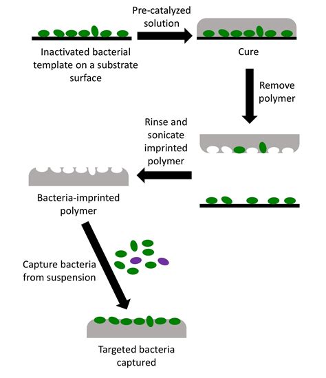 Pathogen-Imprinted Organosiloxane Polymers as Selective Biosensors for ...