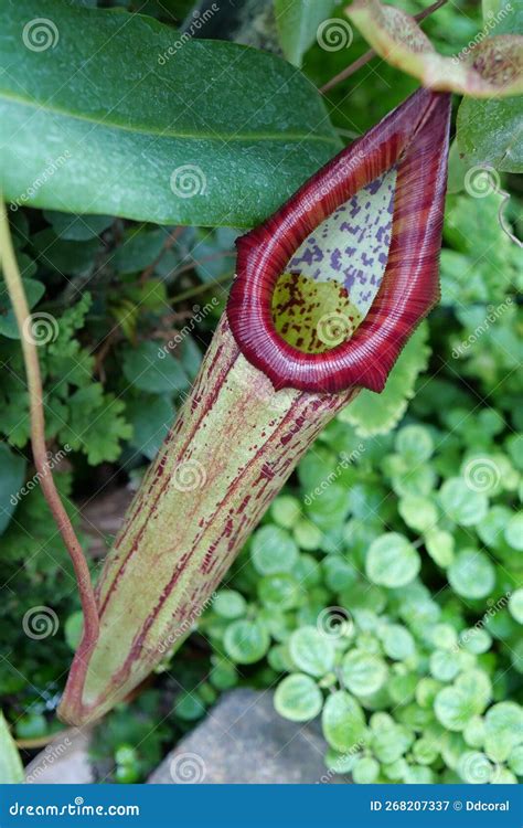 Nepenthes - Carnivorous Plant, Tropical Pitcher Plant or Monkey Cup ...