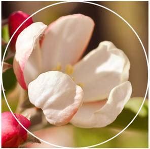 Image result for PowerPoint Zoom Effect Animation